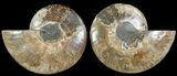Cut & Polished Ammonite Fossil - Agatized #69028-1